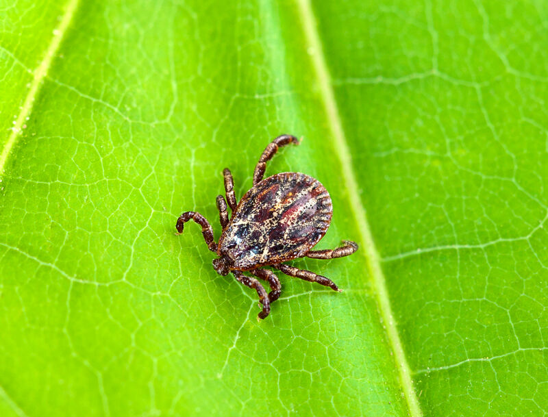 iStock-951874014-Zecke Es ist eine Zecke in Großaufnahme zu sehen, die auf einem grünen Blatt sitzt