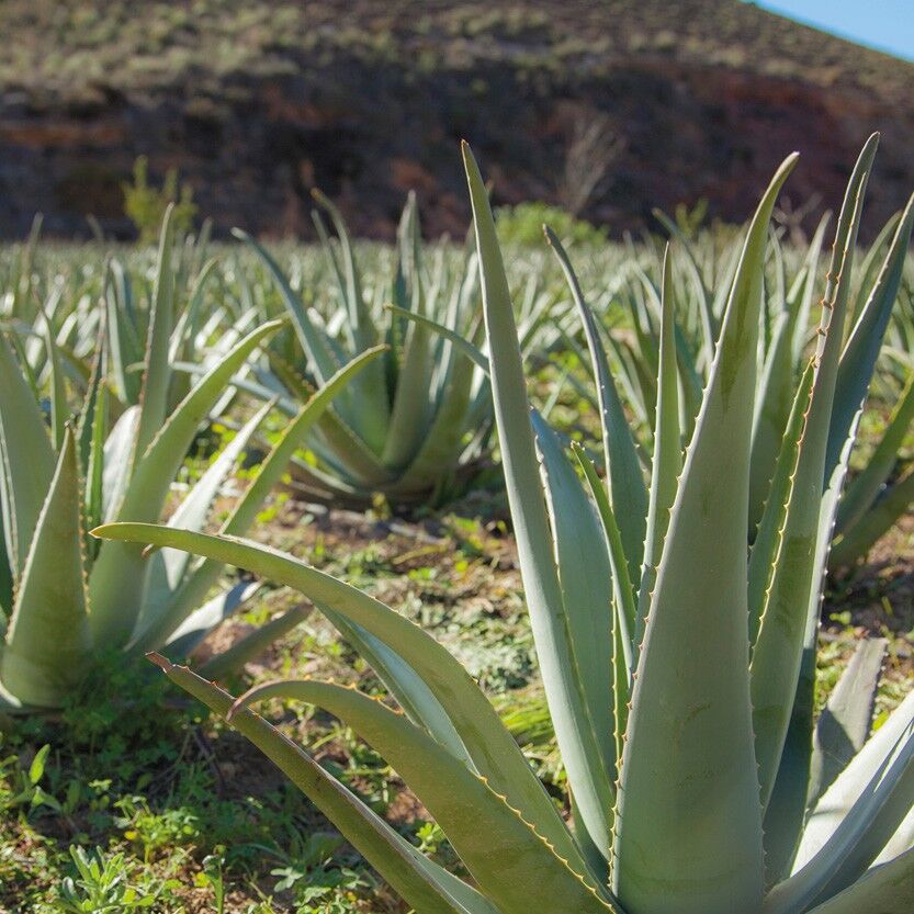 aloe vera gel verwenden Aloe Vera Gel main image 0
